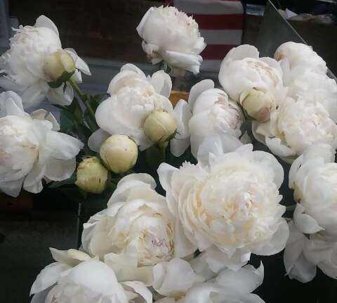 人们想幸福地生活一句话