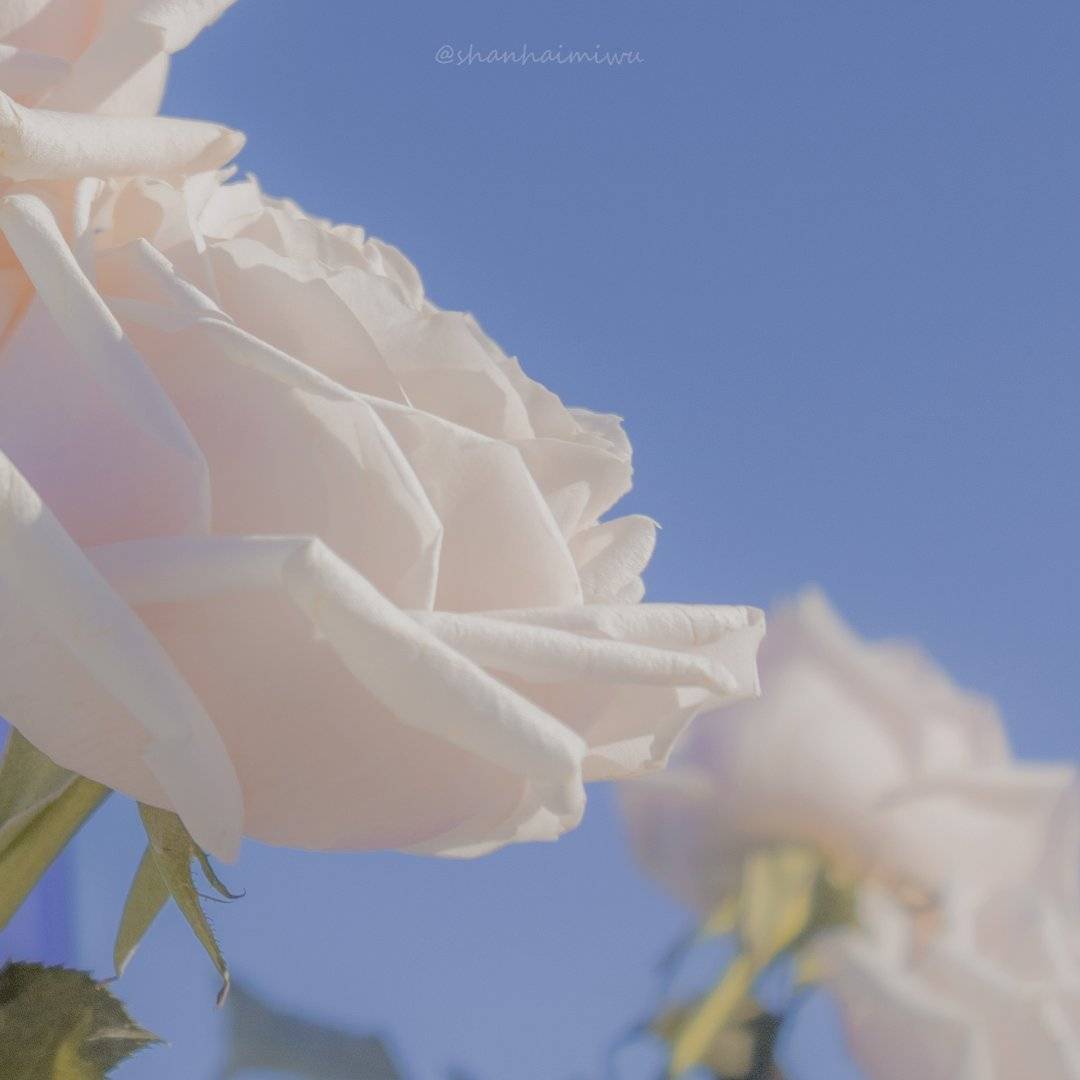 朋友圈阳光文案