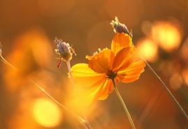 今天的快乐句子被发送到朋友圈