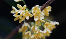 桂花香发朋友圈的句子