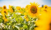 2020继续努力加油的句子