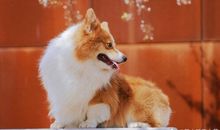 逗老公开心的句子 逗老公一笑的句子