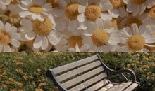 充满阳光的句子早安