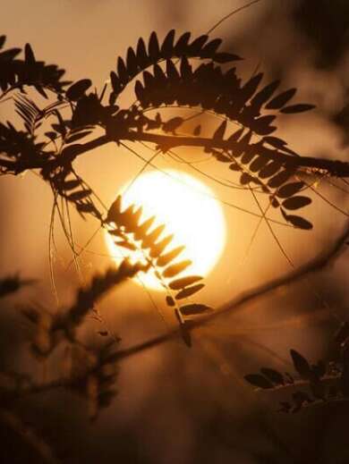 关于春茶的句子长成快乐1