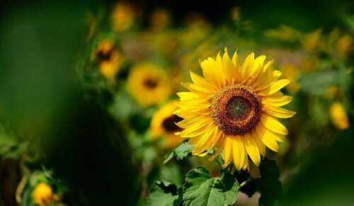 关于遗憾的一句话