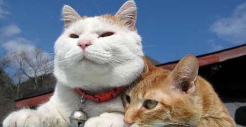 描述可怜人的句子2