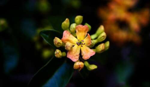 描述可怜人的句子1