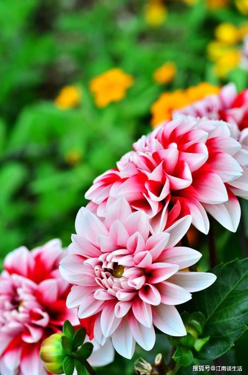 关于颤音的18个非常现实的句子