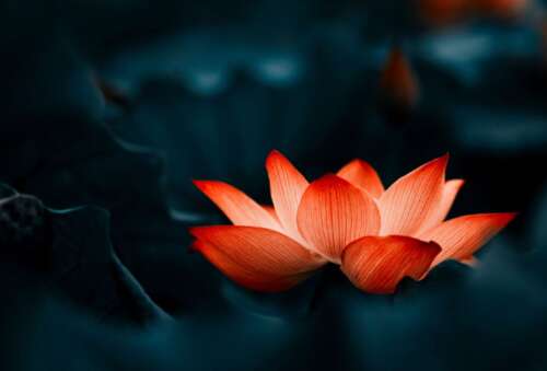 最美丽的佛教短语