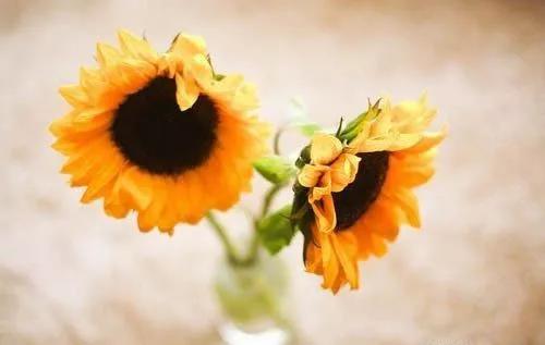 90后本山的情感