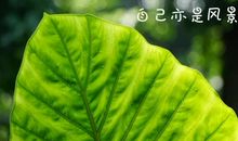 愿2020再无灾难的句子