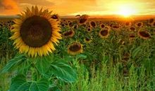 阳光治愈的句子 温暖你的一生