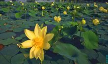 写心里开心的句子