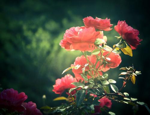 快乐旅行的句子2