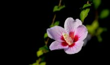 人开心的表情句子