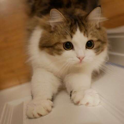 开心的脸无奈的句子