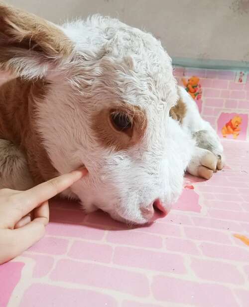 牛年的生日祝福1