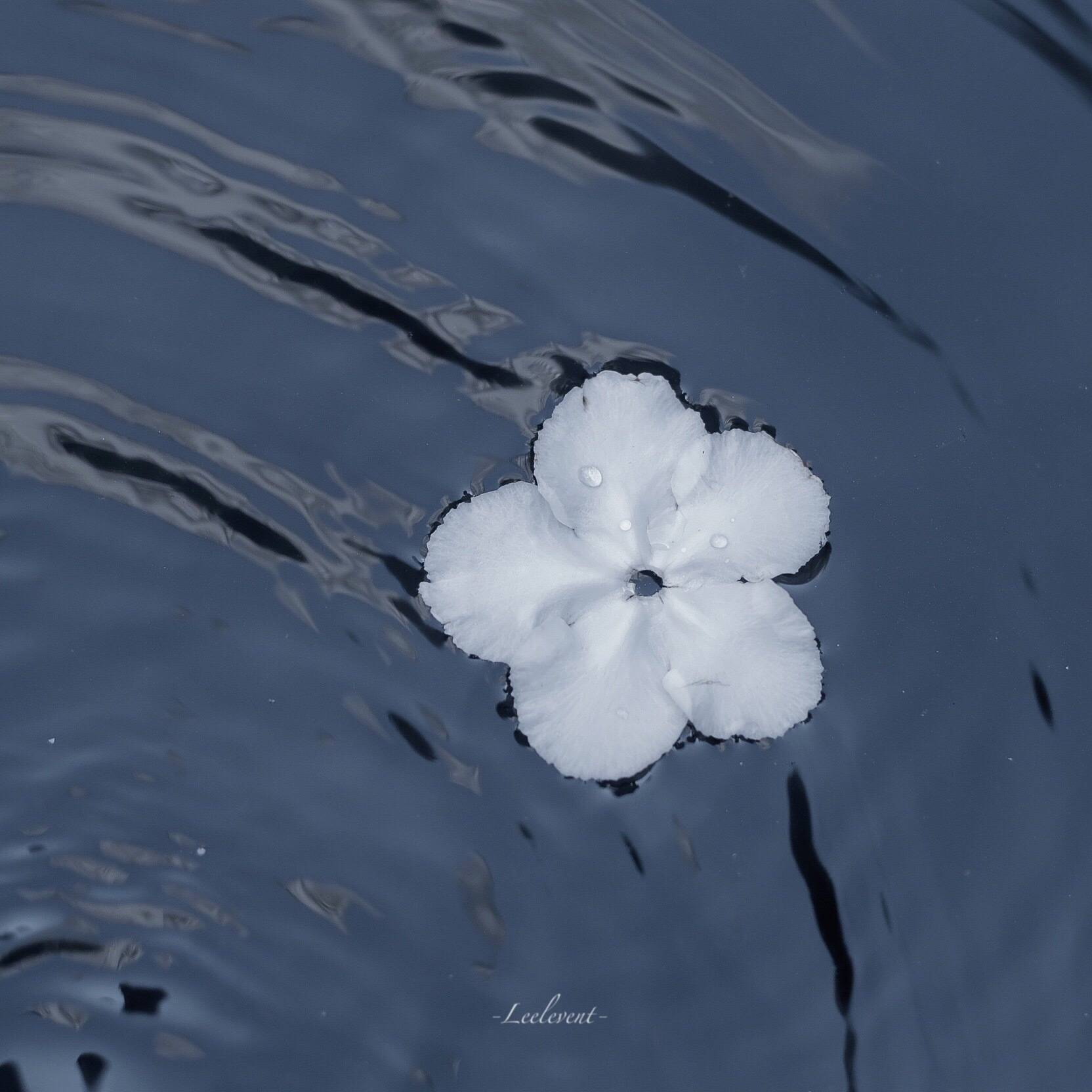 淡淡的女孩屏幕名称1