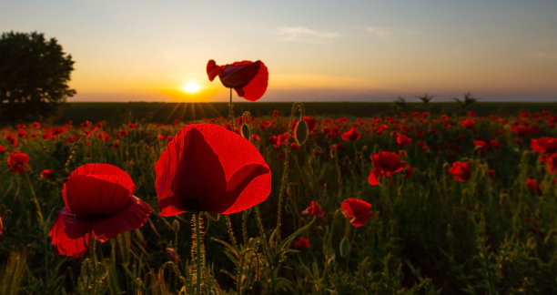 押韵有趣的句子