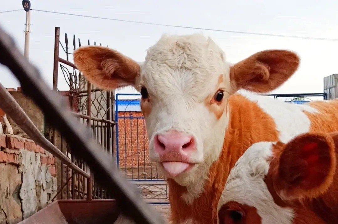 牛年2的生日祝福