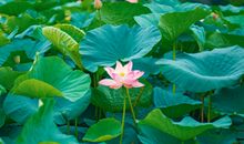 调侃夏天热的句子