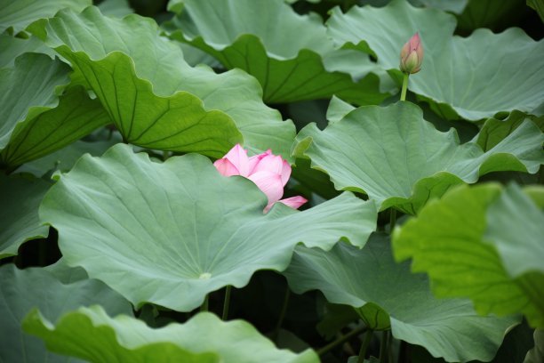 用文字描述夏天的炎热1