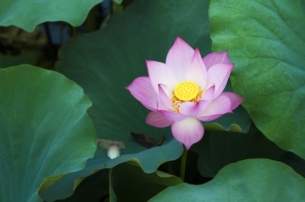 用文字来形容夏天2的炎热