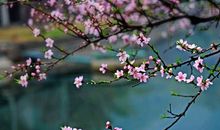 春天来了的现象