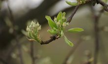 形容春天优美的句子