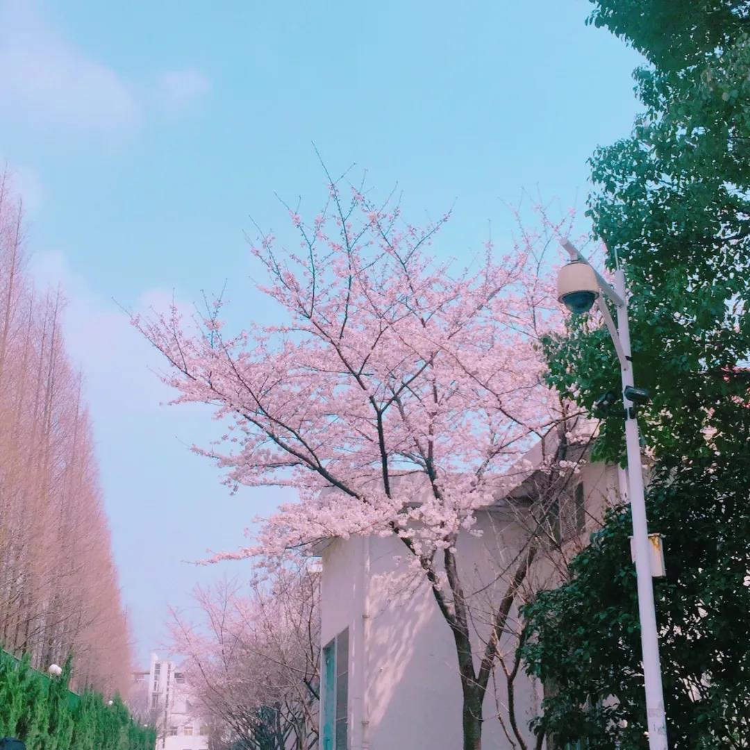 比风柔和的治疗短语