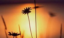 关于牛年的广告文案