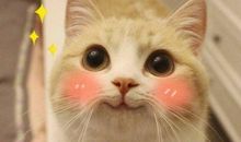 好听开心的句子