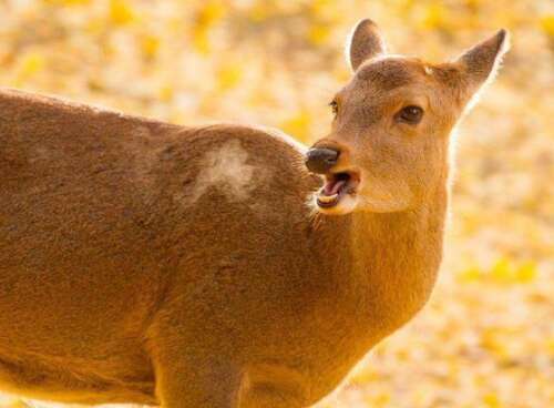 哥哥和妹妹在一起快乐的句子2