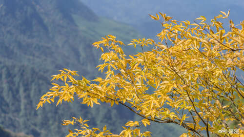 牛公司的一年看涨