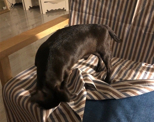 失去宠物心痛的句子