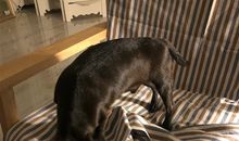 失去宠物心痛的句子