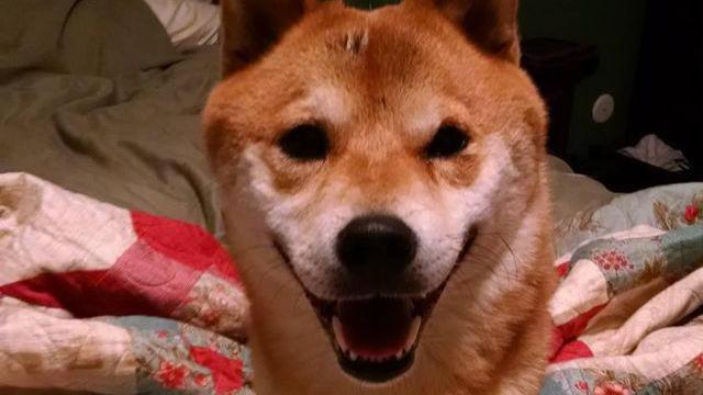 失去宠物心痛的句子1