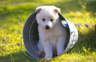 失去宠物心痛的句子2