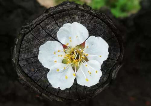 美丽的佛教禅宗语言