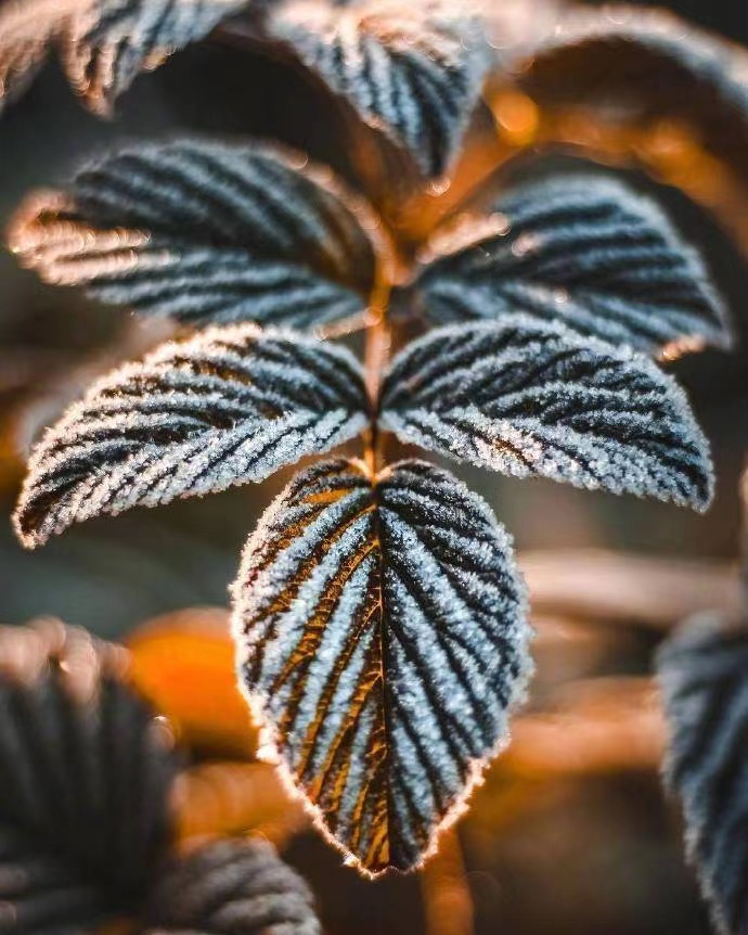 我因爱情一句话而难过