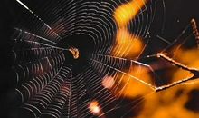 因为爱情感到心酸句子