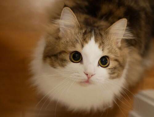 关于让女孩开心的句子