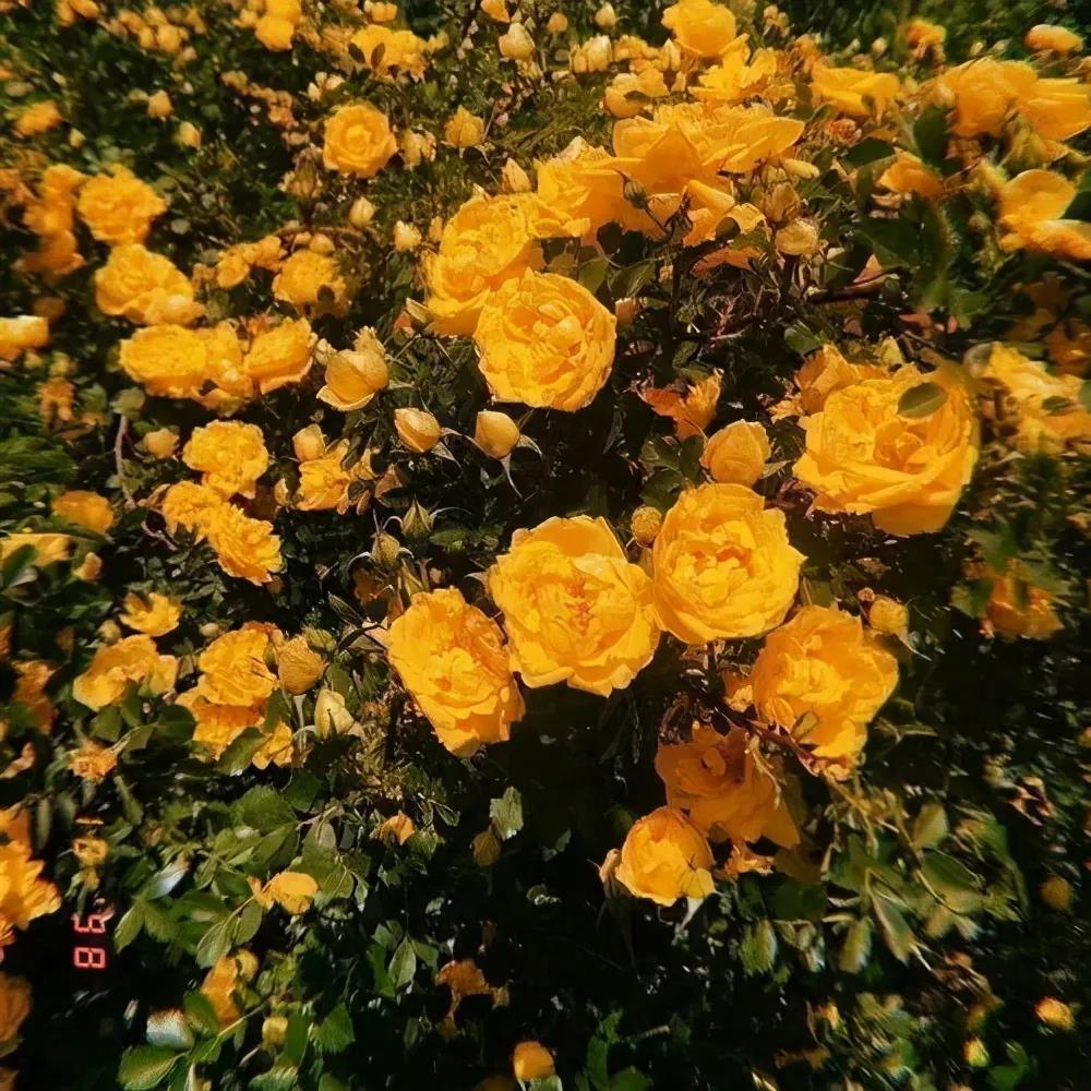 简短明了的句子