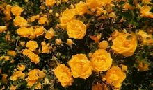 小清晰句子简短