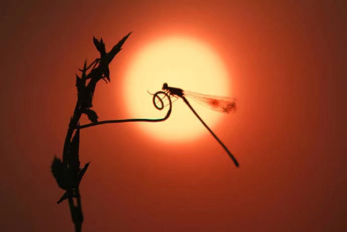 牛年的四字祝福