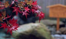 七夕愿自己开心的经典句子