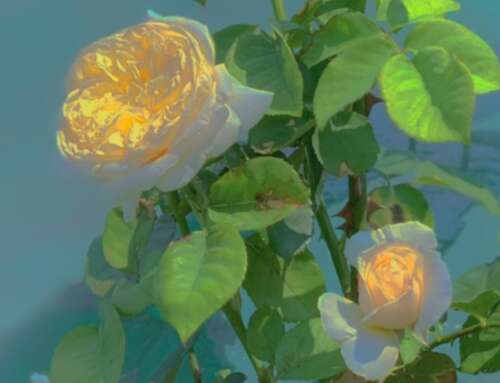 2020年Tik Tok热词只挑一句精妙的句子2