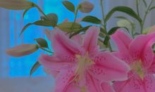 2020抖音火爆句子 万一挑一的精致句子