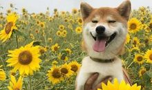 关于不想上班的搞笑文案