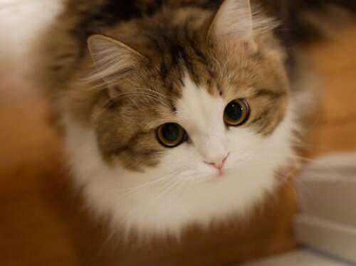 描述老年人快乐表情的句子